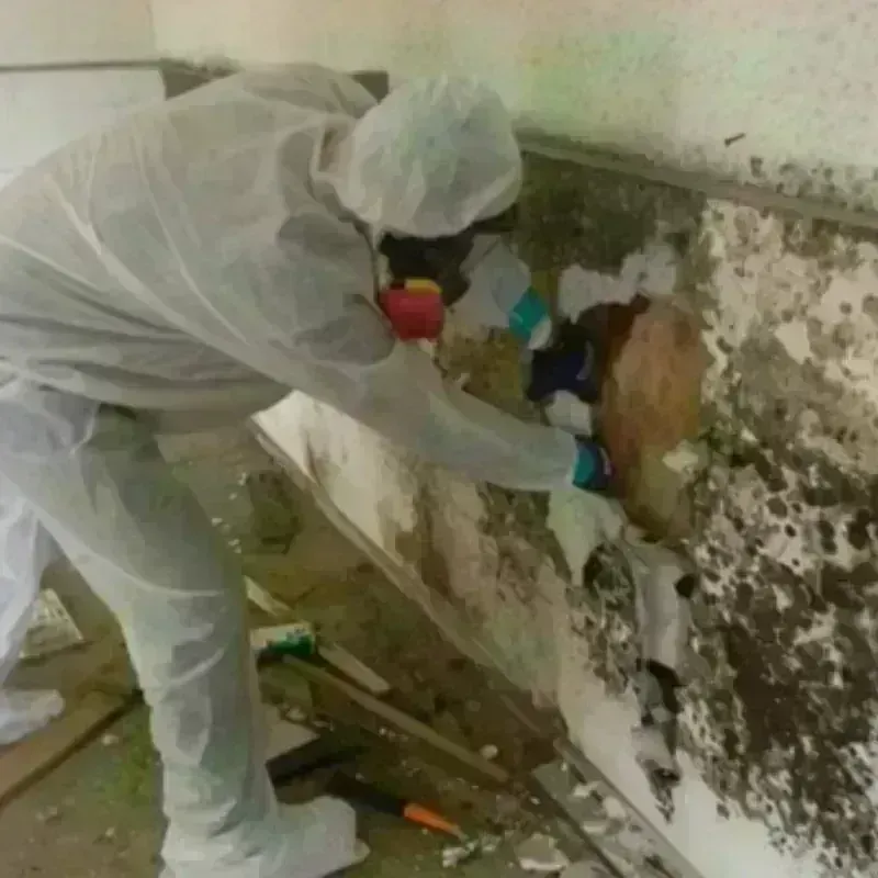 Mold Remediation and Removal in Hollywood, CA